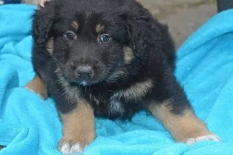 KOMU?! komu ?! Apetyczny 7-tyg KĄSEK chce do DOMU 