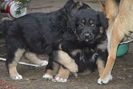 KOMU?! komu ?! Apetyczny 7-tyg KĄSEK chce do DOMU 