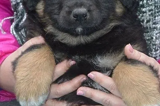 KOMU?! komu ?! Apetyczny 7-tyg KĄSEK chce do DOMU 
