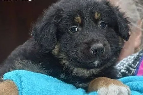 KOMU?! komu ?! Apetyczny 7-tyg KĄSEK chce do DOMU 