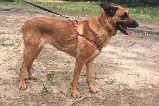 Kila wierna sunia, która z dnia na dzień straciła 