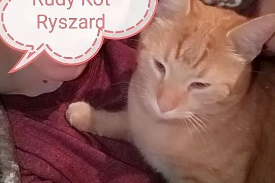 Zaginął Rudy Kot Ryszard