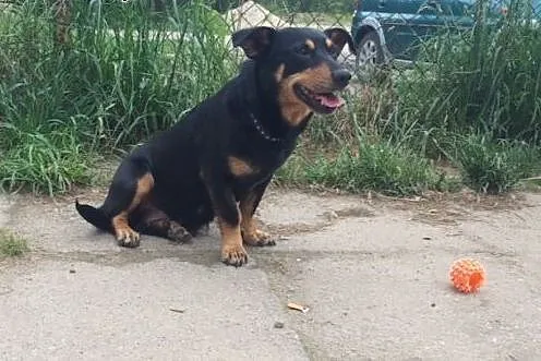 Molly - niewielka, cudowna, bardzo wierna suńka...