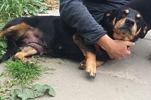 Molly - niewielka, cudowna, bardzo wierna suńka...