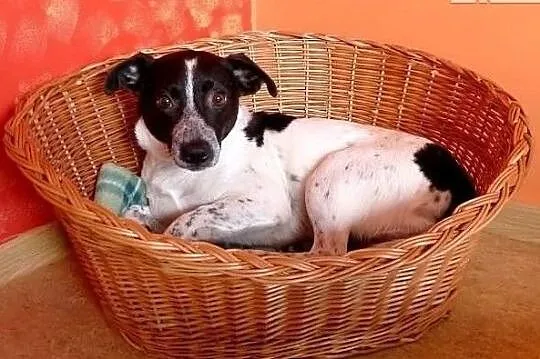 Bastek marzy o kochającym i cierpliwym domku pokochaj go, Łódzkie, Łódź