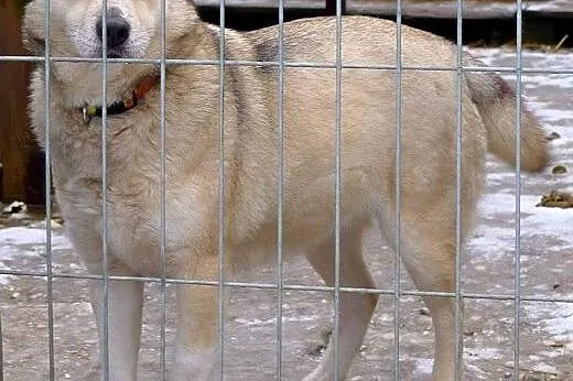 Przepiękna Różyczka - czy los się do niej w końcu 