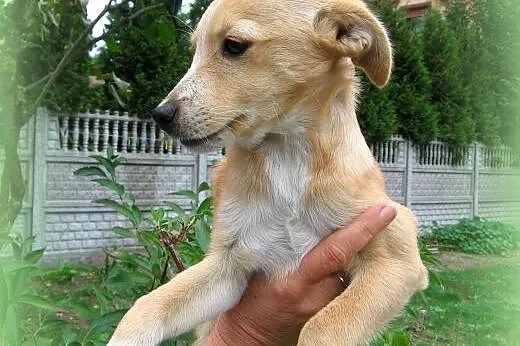 Mila mix pinczerka 3,5 miesiaca,adopcja!!,  świętokrzyskie Kielce