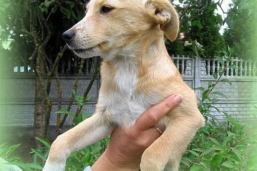 Mila mix pinczerka 3,5 miesiaca,adopcja!!,  święto