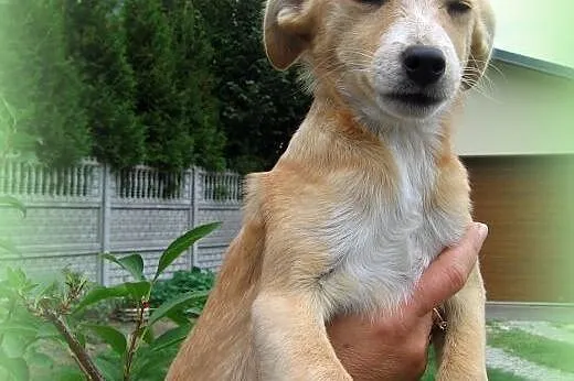 Mila mix pinczerka 3,5 miesiaca,adopcja!!,  święto