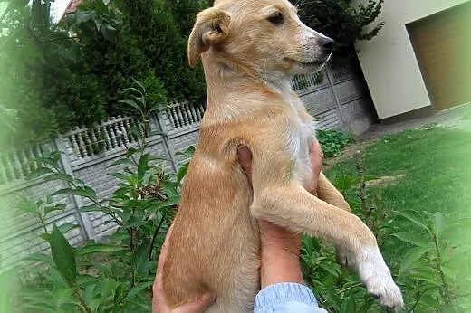 Mila mix pinczerka 3,5 miesiaca,adopcja!!,  święto