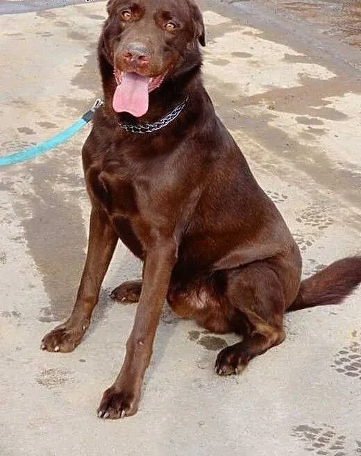 Czoko labrador szuka domu, śląskie Zawiercie