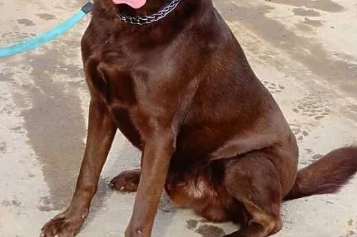 Czoko labrador szuka domu,  śląskie Zawiercie