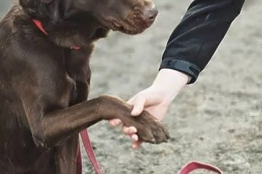 Czoko labrador szuka domu,  śląskie Zawiercie