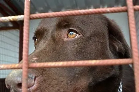 Czoko labrador szuka domu,  śląskie Zawiercie