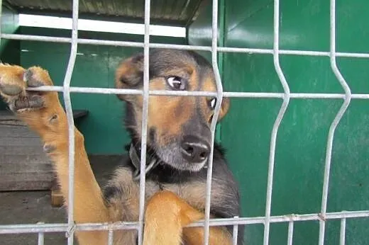 Rexi - owczarkowata sunia do adopcji,  dolnośląskie Wrocław