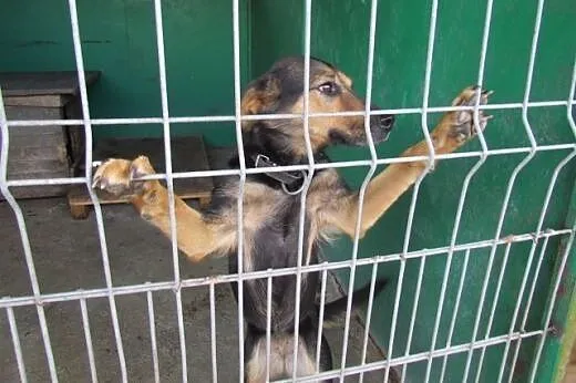 Rexi - owczarkowata sunia do adopcji,  dolnośląski