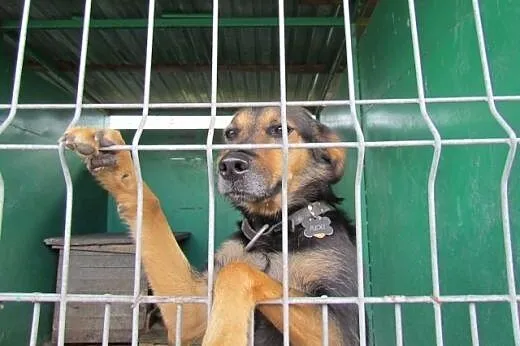 Rexi - owczarkowata sunia do adopcji,  dolnośląski