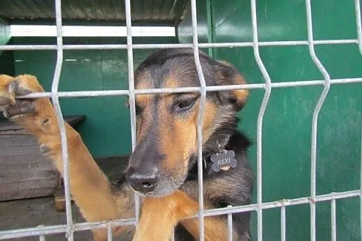 Rexi - owczarkowata sunia do adopcji,  dolnośląski