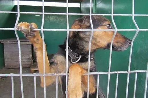 Rexi - owczarkowata sunia do adopcji,  dolnośląski