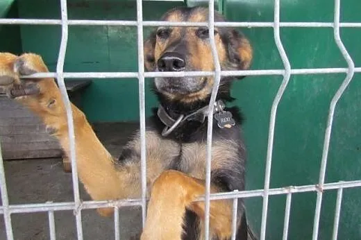 Rexi - owczarkowata sunia do adopcji,  dolnośląski