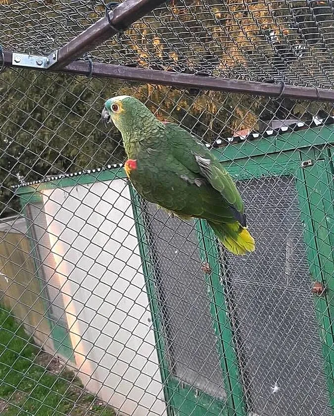 Amazonka niebieskoczelna samica 21r, Małopolskie, Skała