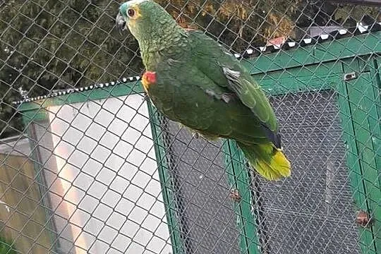 Amazonka niebieskoczelna samica 21r, Małopolskie, Skała