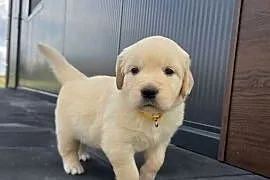Golden Retriever szczeniaki