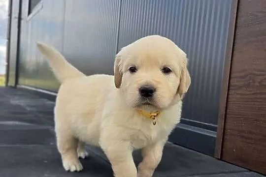 Golden Retriever szczeniaki