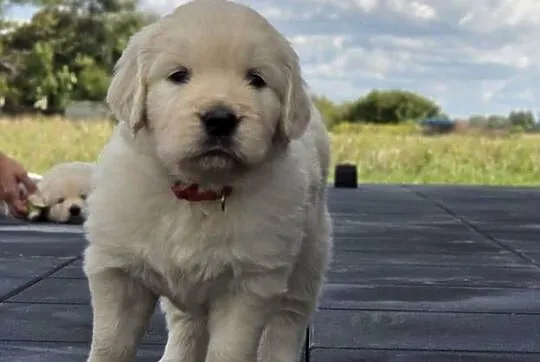 Golden Retriever szczeniaki, Świętokrzyskie, Wilkowa