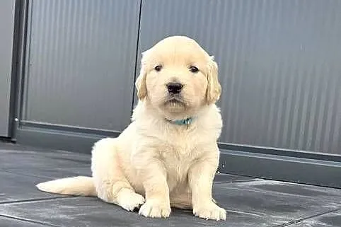 Golden Retriever szczeniaki, Świętokrzyskie, Wilkowa