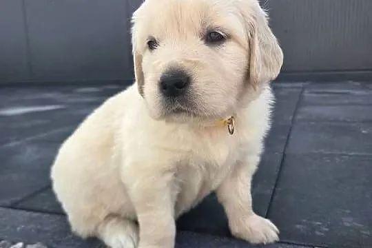 Golden Retriever szczeniaki, Świętokrzyskie, Wilkowa