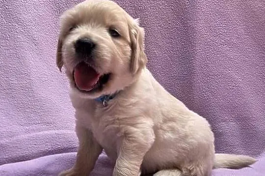 Golden Retriever szczeniaki, Świętokrzyskie, Wilkowa