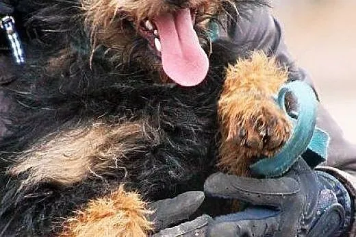 SZTAMA sunia na medal! pełna optymizmu, dobra, młodziutka ADOPCJA,  mazowieckie Warszawa