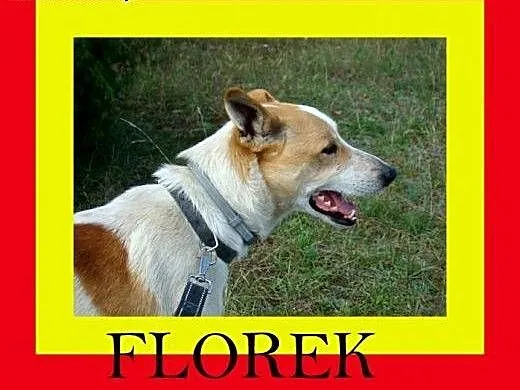 19kg,radosny,pogodny,idealny pies rodzinny,FLOREK,