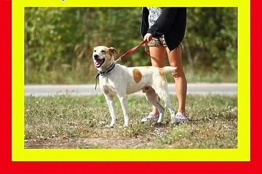 19kg,radosny,pogodny,idealny pies rodzinny,FLOREK,
