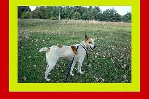 19kg,radosny,pogodny,idealny pies rodzinny,FLOREK,