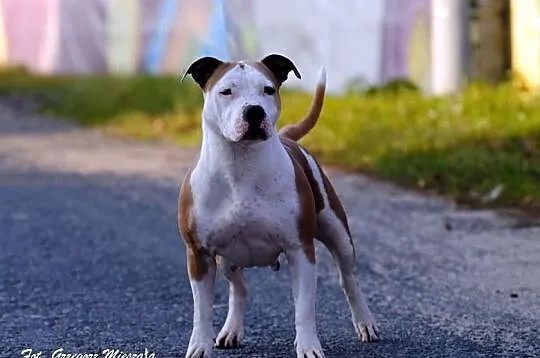 American Staffordshire Terrier, Amstaff, Planowany