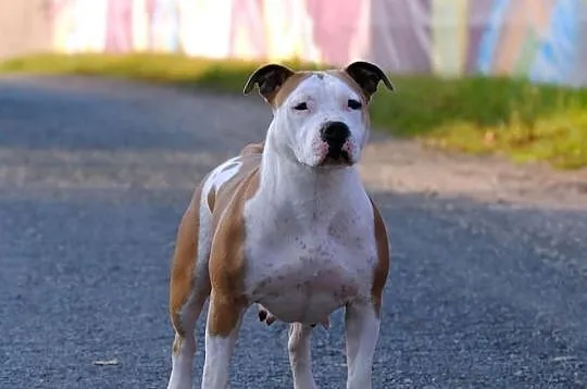 American Staffordshire Terrier, Amstaff, Planowany