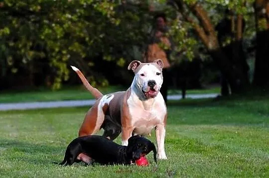 American Staffordshire Terrier, Amstaff, Planowany