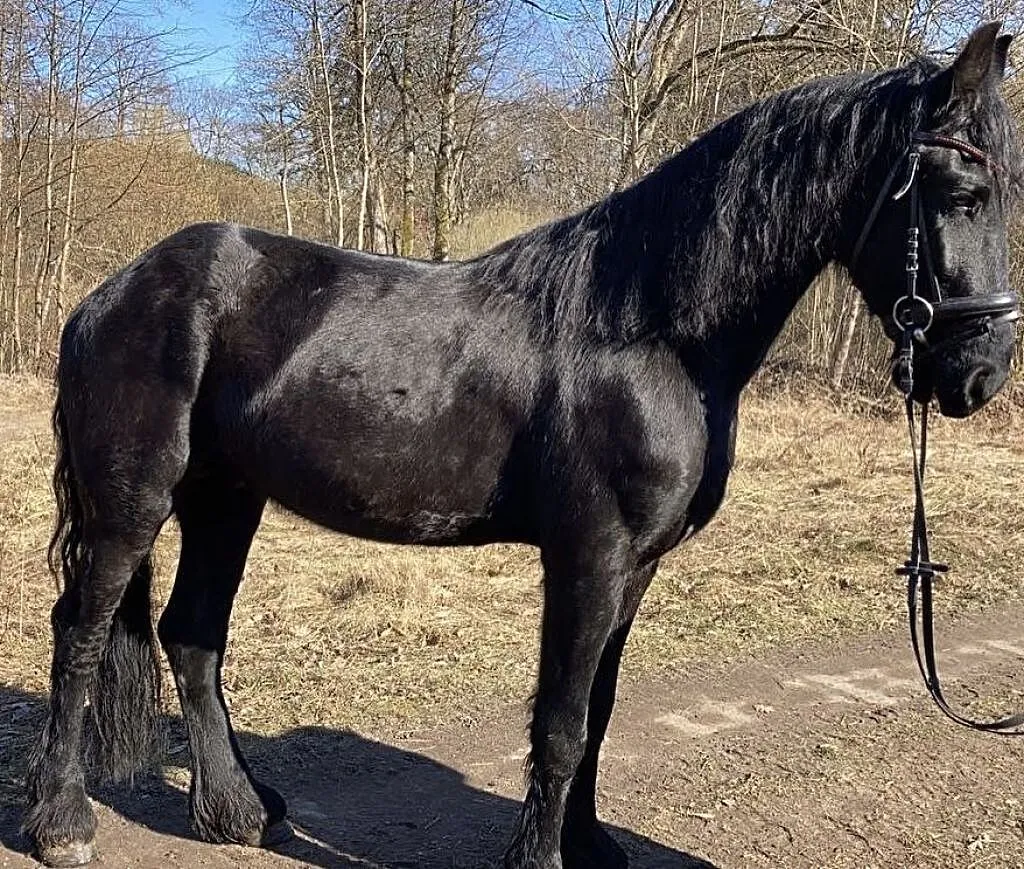 Ogier fryzyjski 3 latek, Zachodniopomorskie, Koszalin
