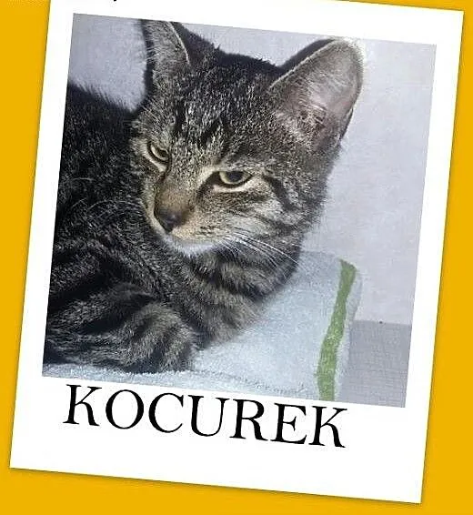 6 mies. kocurek pręgusek ZNAJDEK,przytulaśny,mrucz