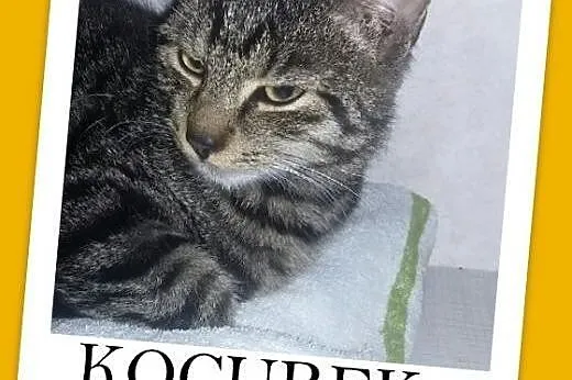6 mies. kocurek pręgusek ZNAJDEK,przytulaśny,mrucz