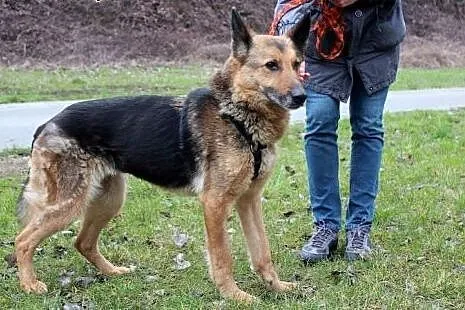Piękna Gorka w typie Owczarka Niemieckiego,  dolno