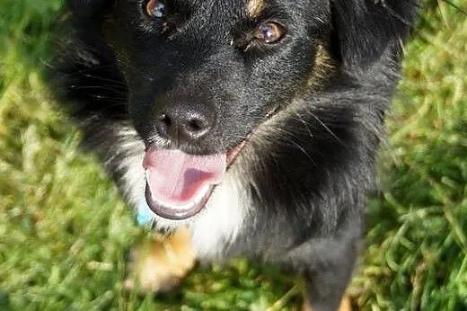 Młody, przyjazny Kudłatek,piękny psiak do adopcji,