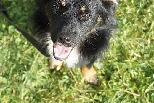 Młody, przyjazny Kudłatek,piękny psiak do adopcji,