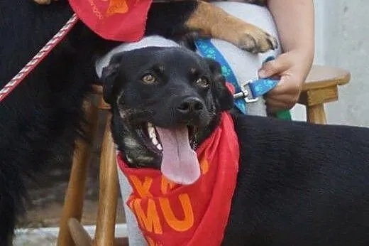Młody, przyjazny Kudłatek,piękny psiak do adopcji,
