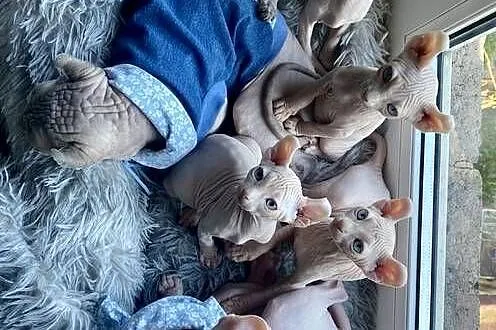Koty SFINKS ELF  łysolki  błękitne oczy, Śląskie, Zawiercie