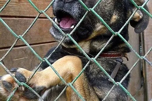 Gucio prosi o bezpieczny kącik... Nie ma już nadzi