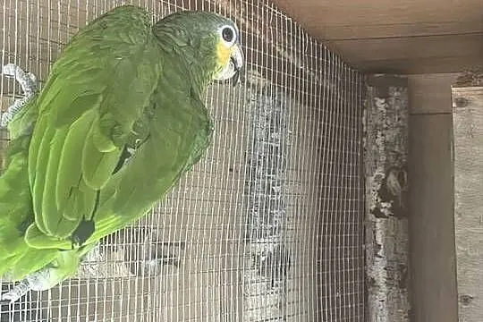 Amazonka Mordobrewna, Łódzkie, Radomsko