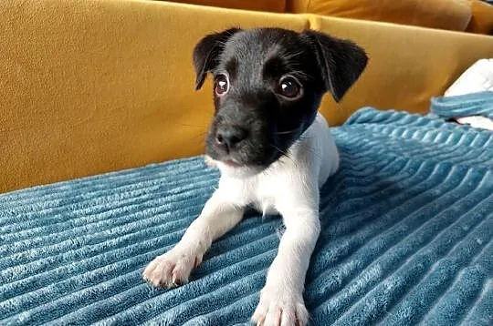 Parson russell terrier suczka szczenię, Dolnośląskie, Wrocław
